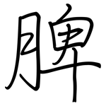 脾: 鋼筆楷書 脾: 鋼筆楷書
