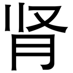 肾: 黑體