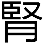 腎: 黑體