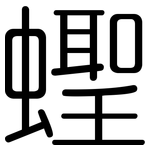 蟶: 圓體