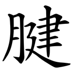 腱