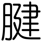 腱: 圆体