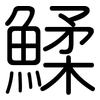 鰇: Gerundet 鰇: Gerundet
